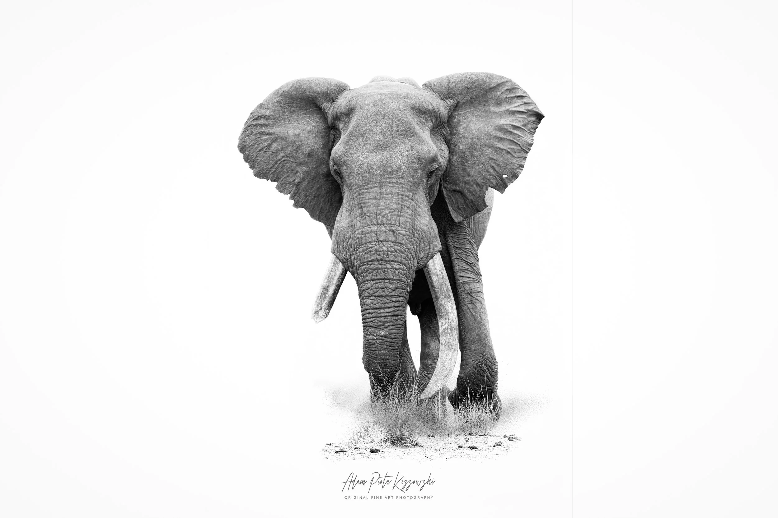 The Elder – African Elephant Fine Art Photography | Raw Africa
